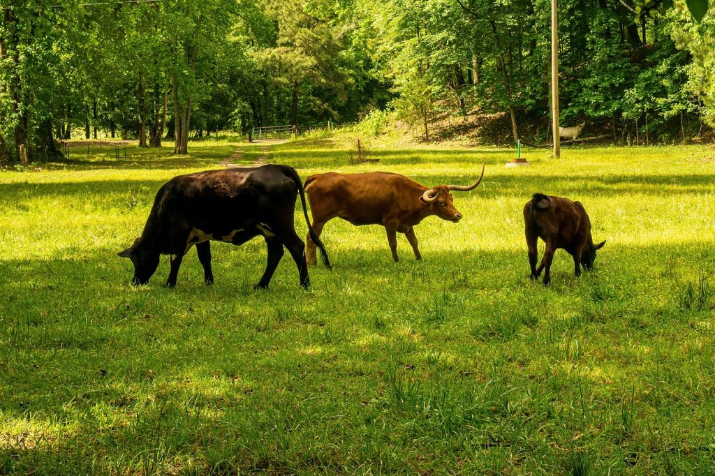 découvrez l'empreinte carbone, une mesure essentielle de l'impact environnemental de nos activités. apprenez comment réduire votre empreinte et contribuer à un avenir plus durable.