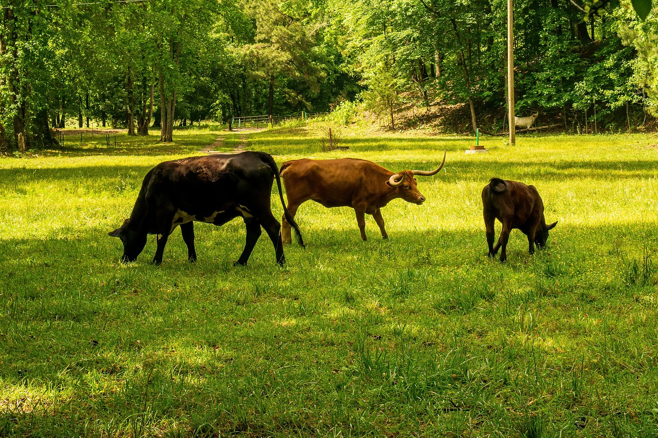 découvrez l'impact environnemental de vos choix quotidiens avec notre guide sur l'empreinte carbone. apprenez à réduire votre carbone footprint et à adopter des pratiques durables pour un avenir plus vert.