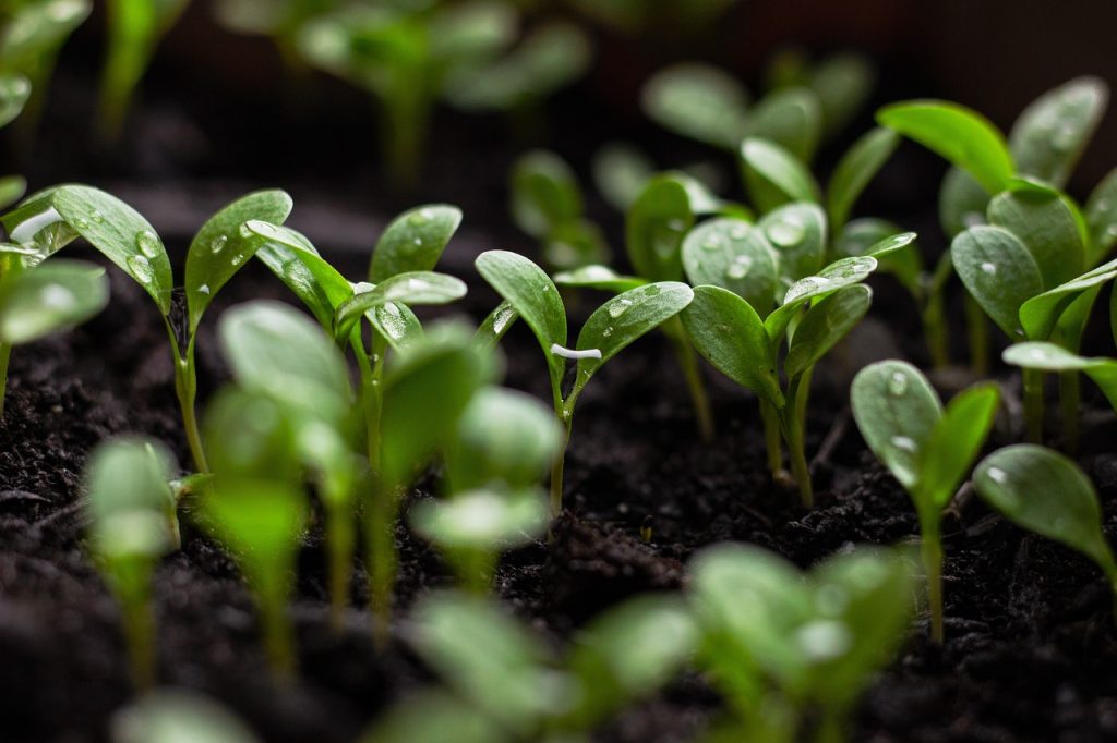 découvrez comment la durabilité façonne notre avenir, en explorant des pratiques respectueuses de l'environnement, des innovations écologiques et des modes de vie responsables pour préserver notre planète.