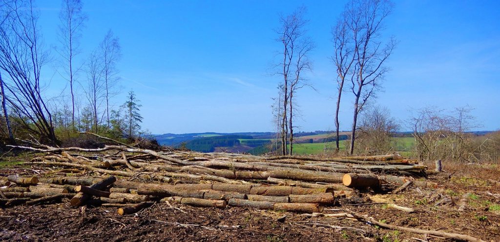 découvrez les impacts dévastateurs de la déforestation sur notre planète, la biodiversité et le climat. explorez les causes, les conséquences et les solutions pour préserver nos forêts vitales.