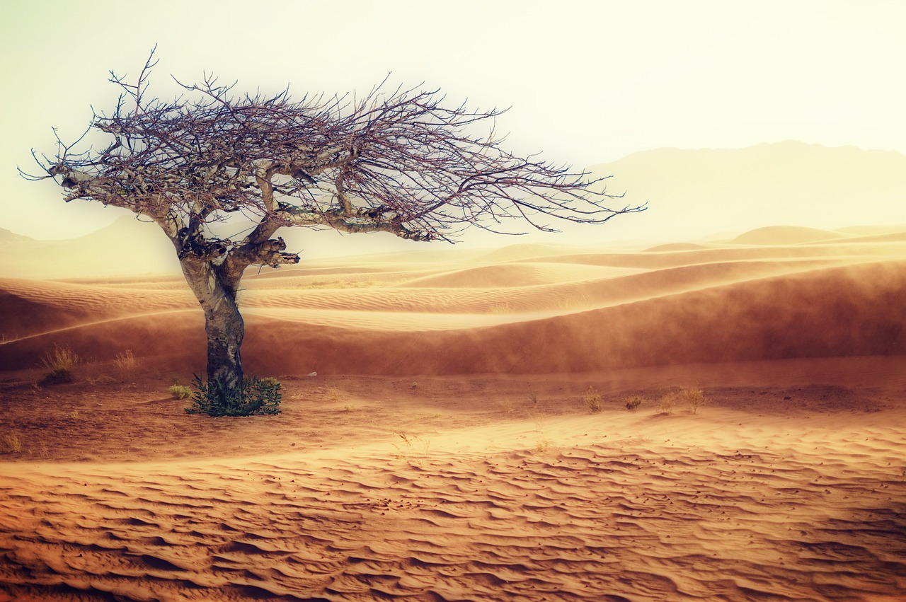 découvrez l'impact du changement climatique sur notre planète, ses causes, ses effets sur la biodiversité et les actions nécessaires pour préserver notre environnement. engagez-vous dans la lutte contre le changement climatique dès aujourd'hui.